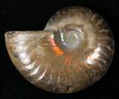 Flashy Red Iridescent Ammonite - Wide #16672-1